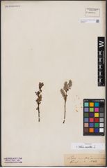 Foto von Salix aurita L.
